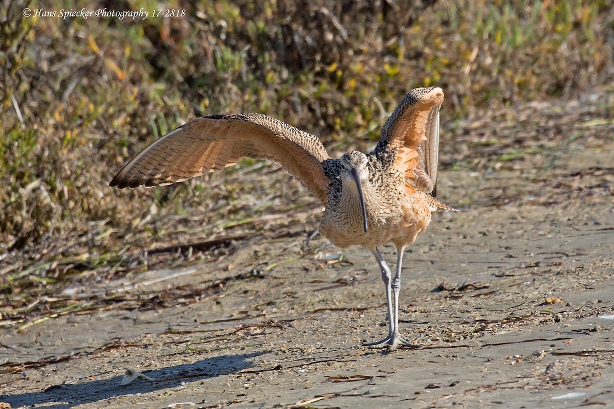 Long-billed Curlew - ML77133871