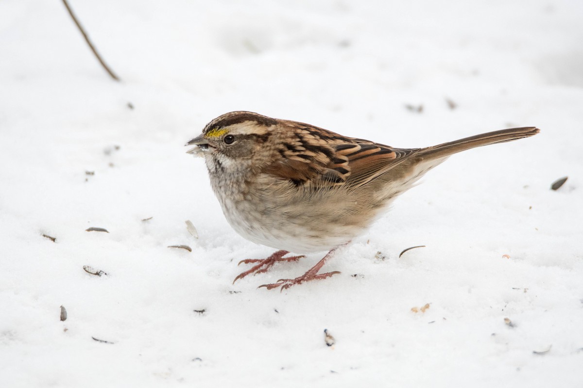 White-throated Sparrow - Yannick Fleury