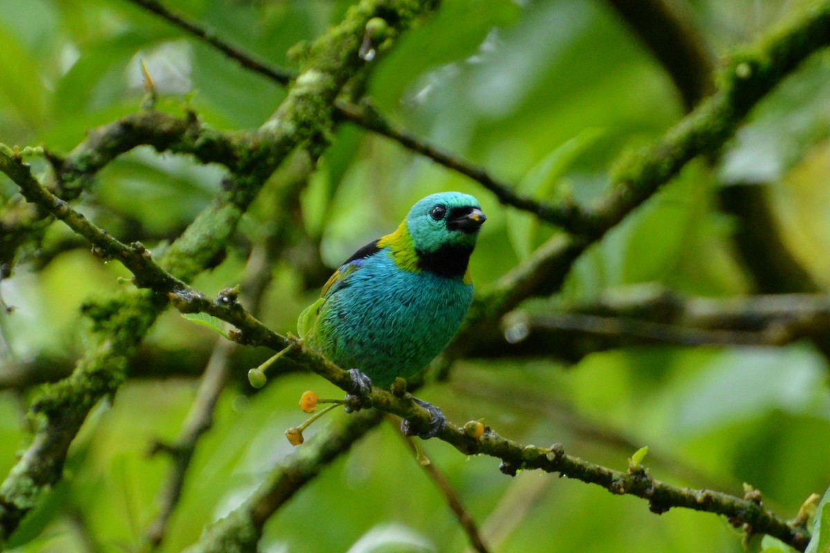 Green-headed Tanager - Oliver Prioli