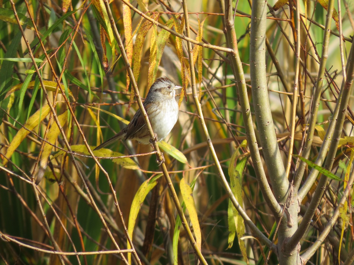 Swamp Sparrow - ML77136971