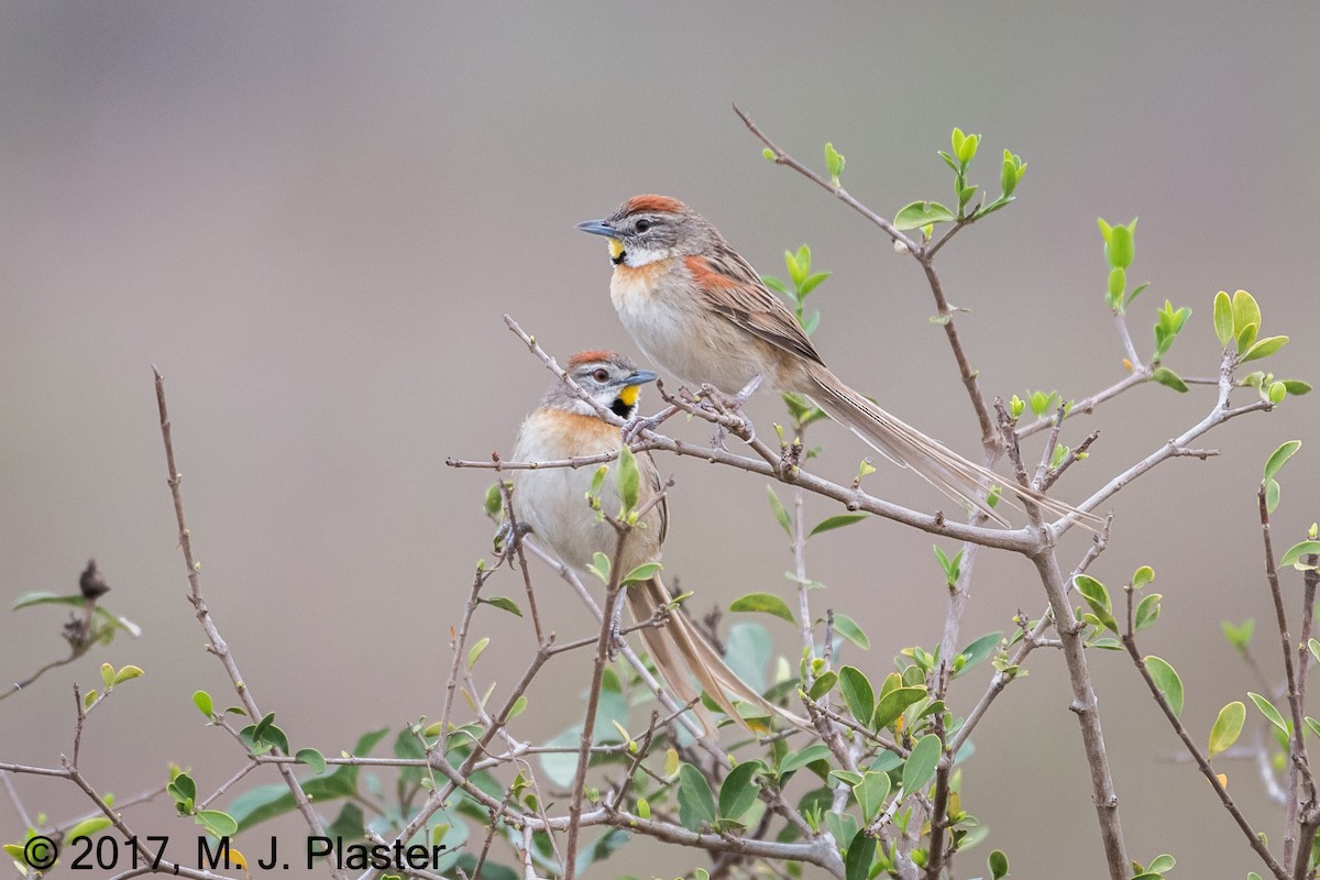 Chotoy Spinetail - Michael Plaster