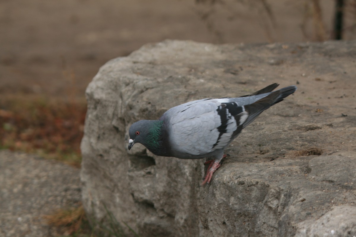 Rock Pigeon (Feral Pigeon) - ML77146211