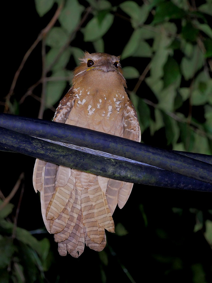 Large Frogmouth - ML77148271