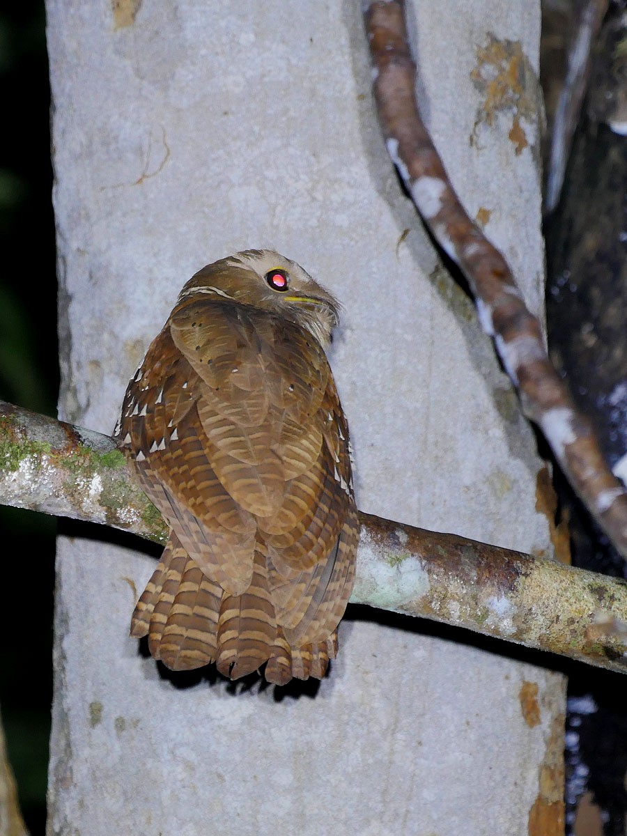 Large Frogmouth - ML77148301