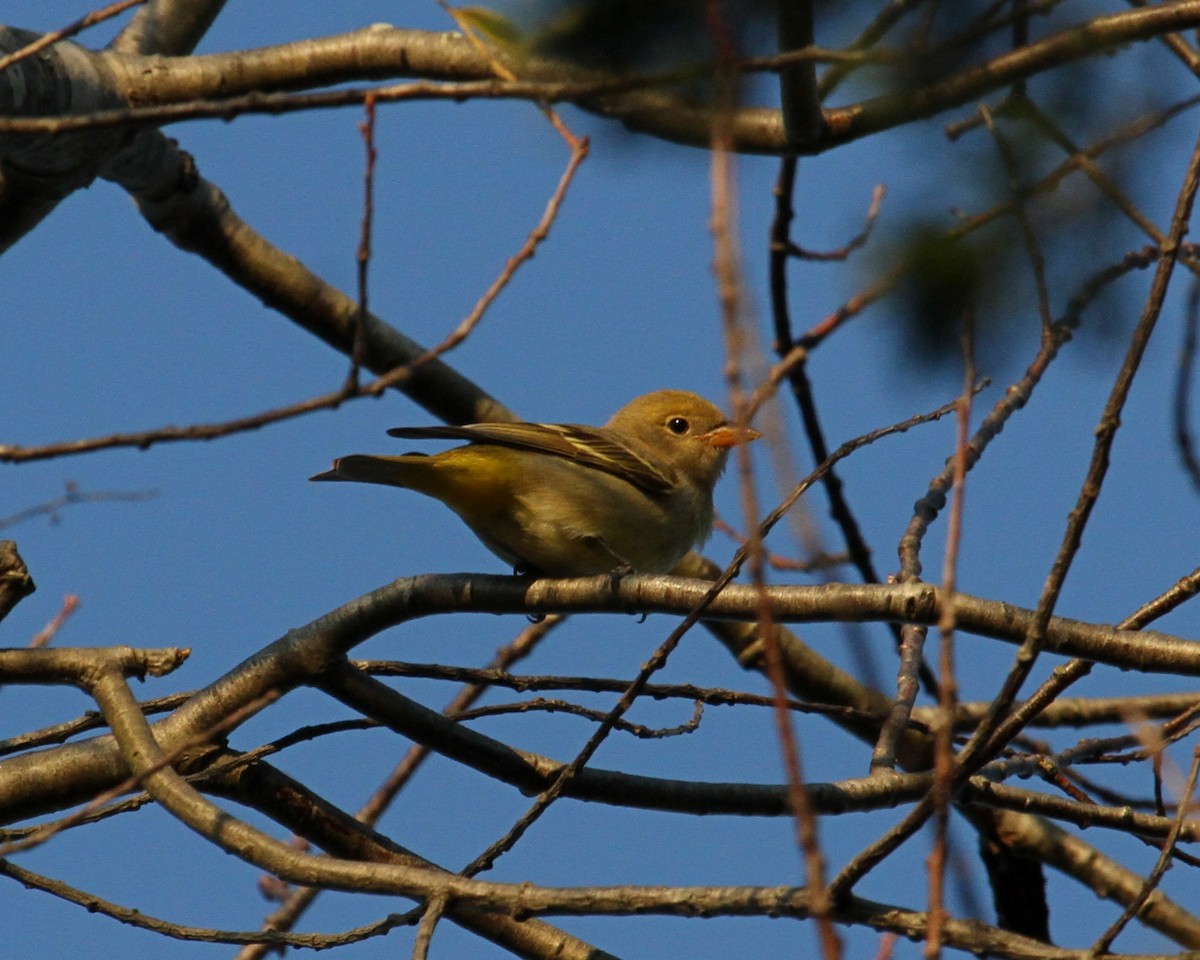 Western Tanager - ML77148441