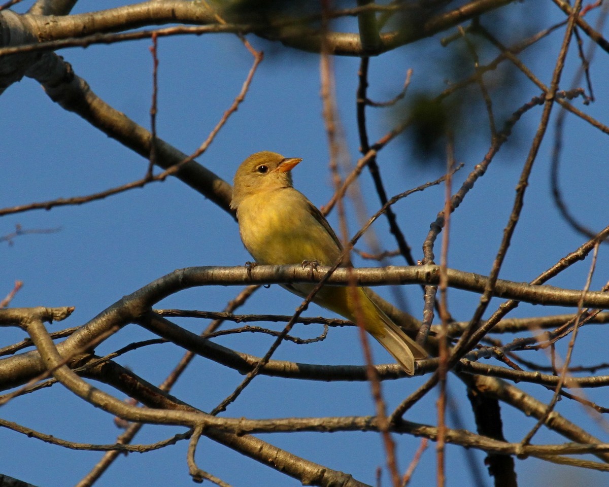 Western Tanager - ML77148451