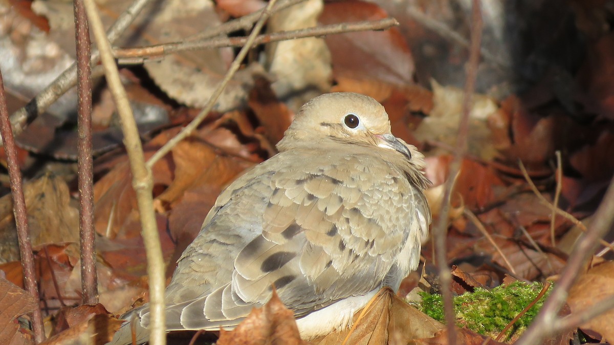 Mourning Dove - Darlene Cancelliere
