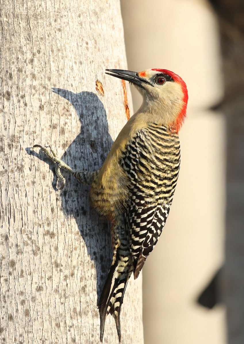 West Indian Woodpecker - Emily Holcomb