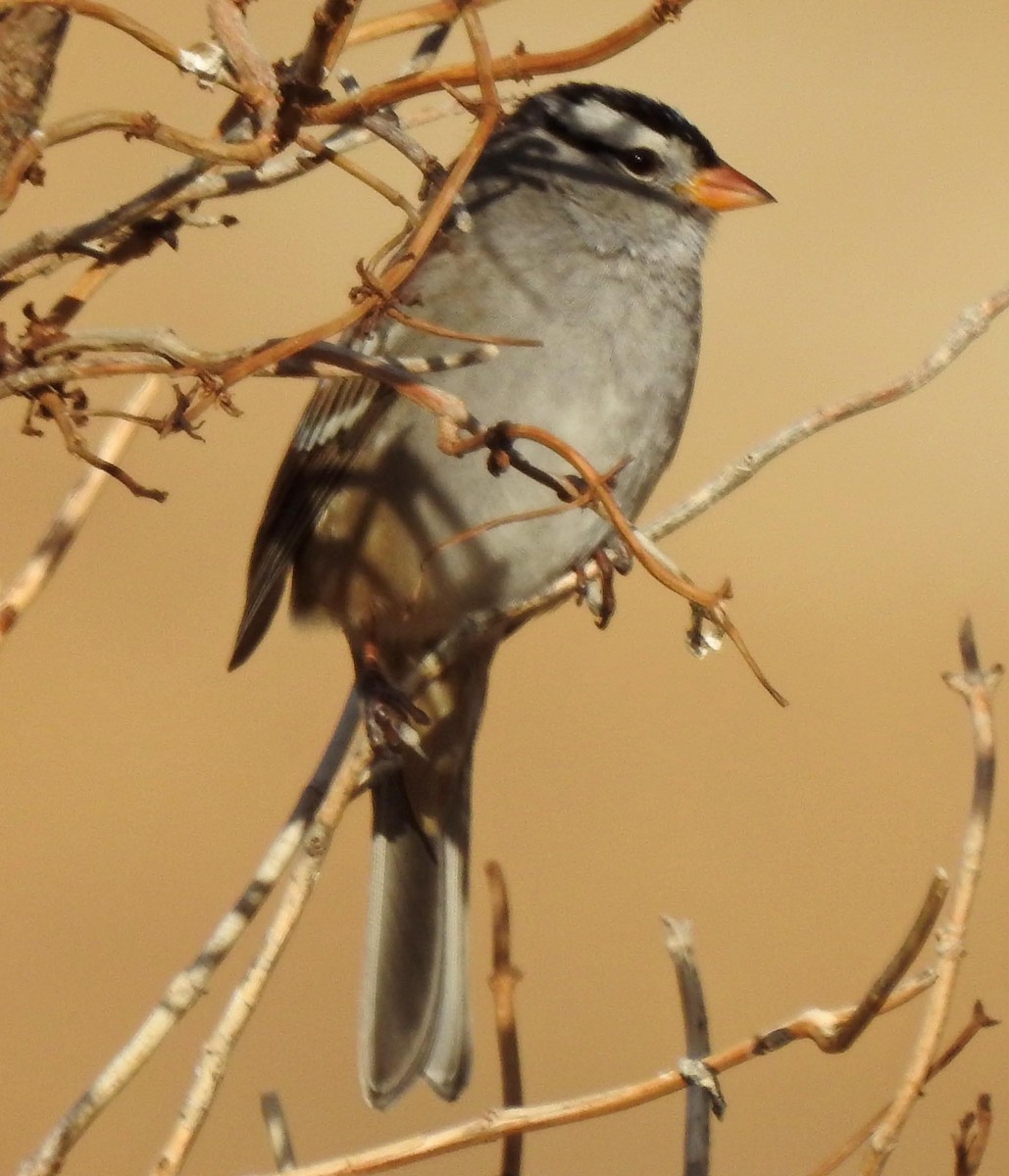 White-crowned Sparrow - ML77154081