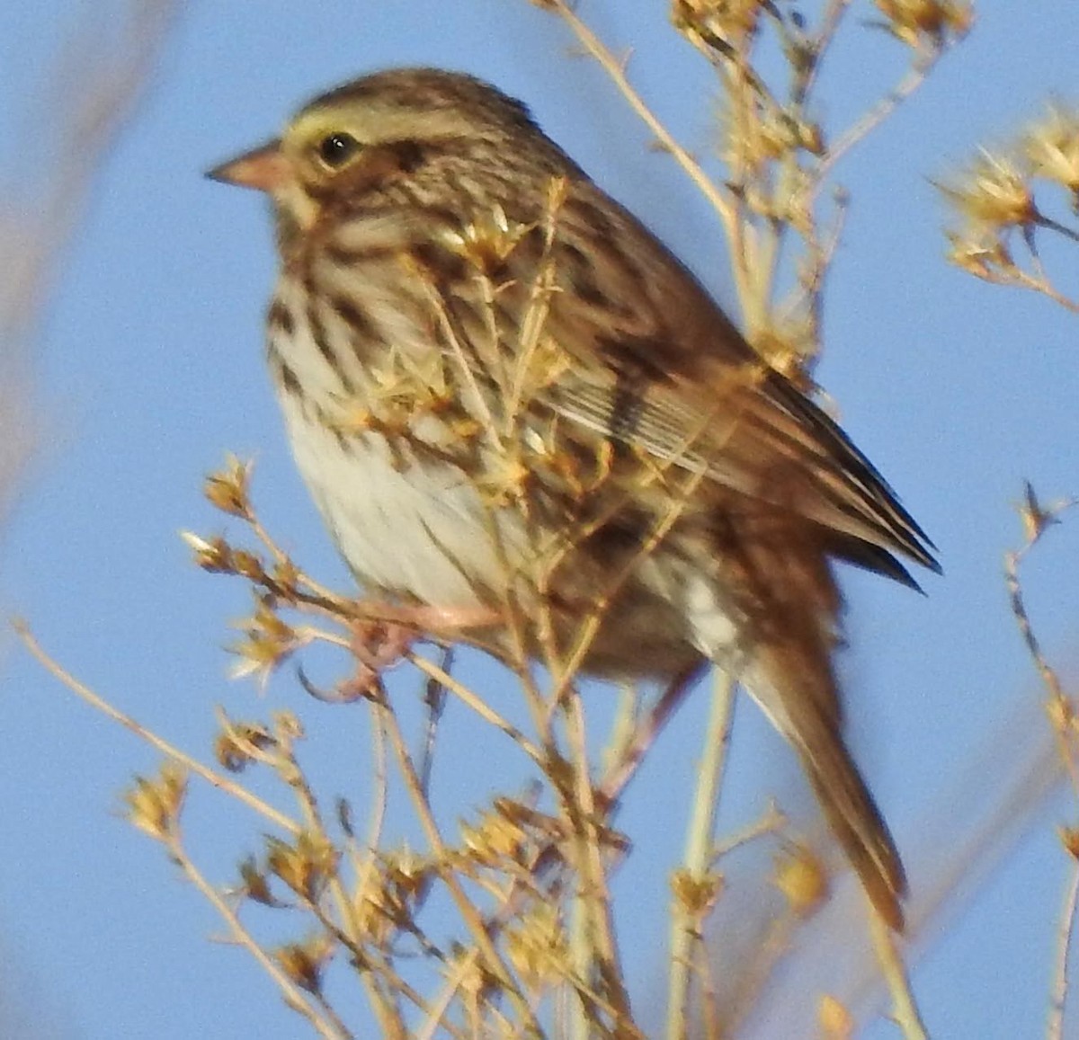 Savannah Sparrow - ML77154221