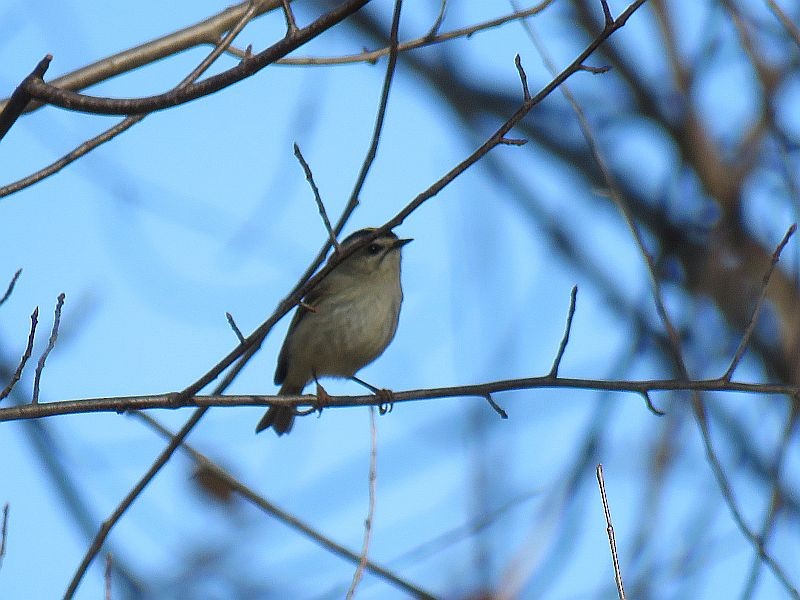 Golden-crowned Kinglet - Tracy The Birder