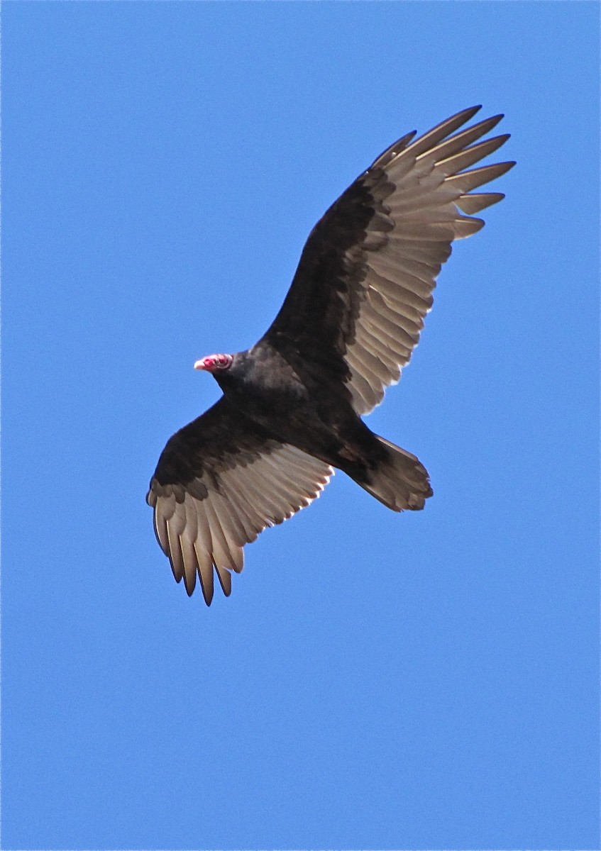 Turkey Vulture - ML77162491