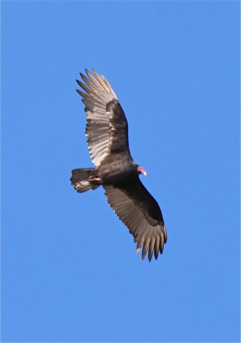 Turkey Vulture - ML77162641