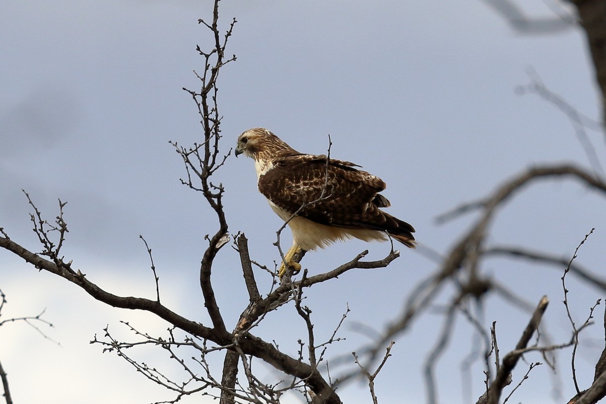 Red-tailed Hawk - ML77162801