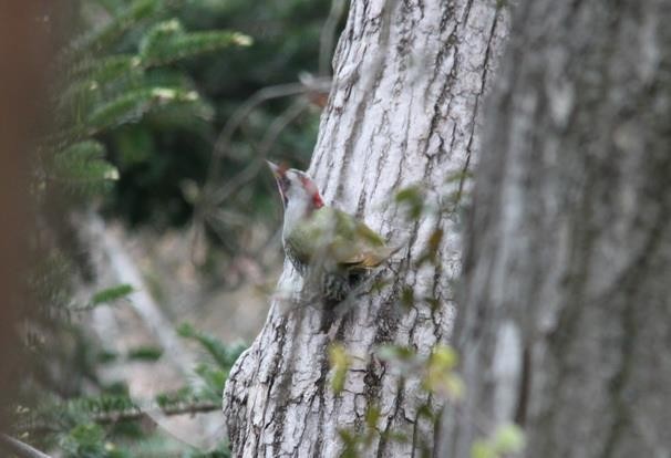 Japanese Woodpecker - Krit Adirek