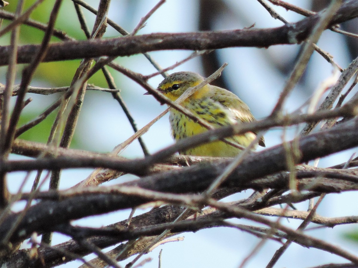 Cape May Warbler - ML77163441