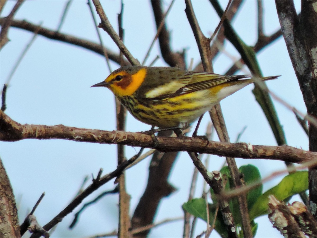 Cape May Warbler - ML77163451