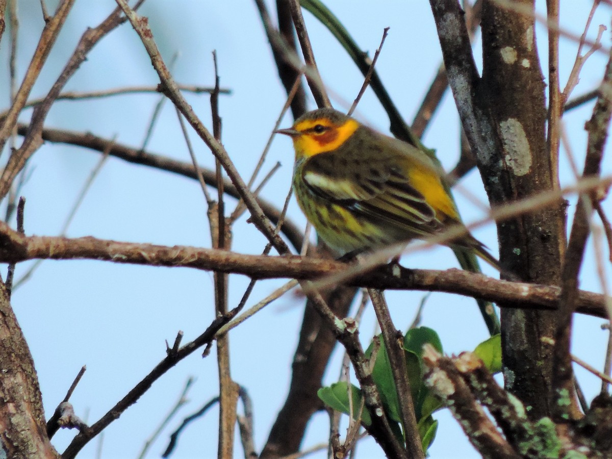 Cape May Warbler - ML77163651