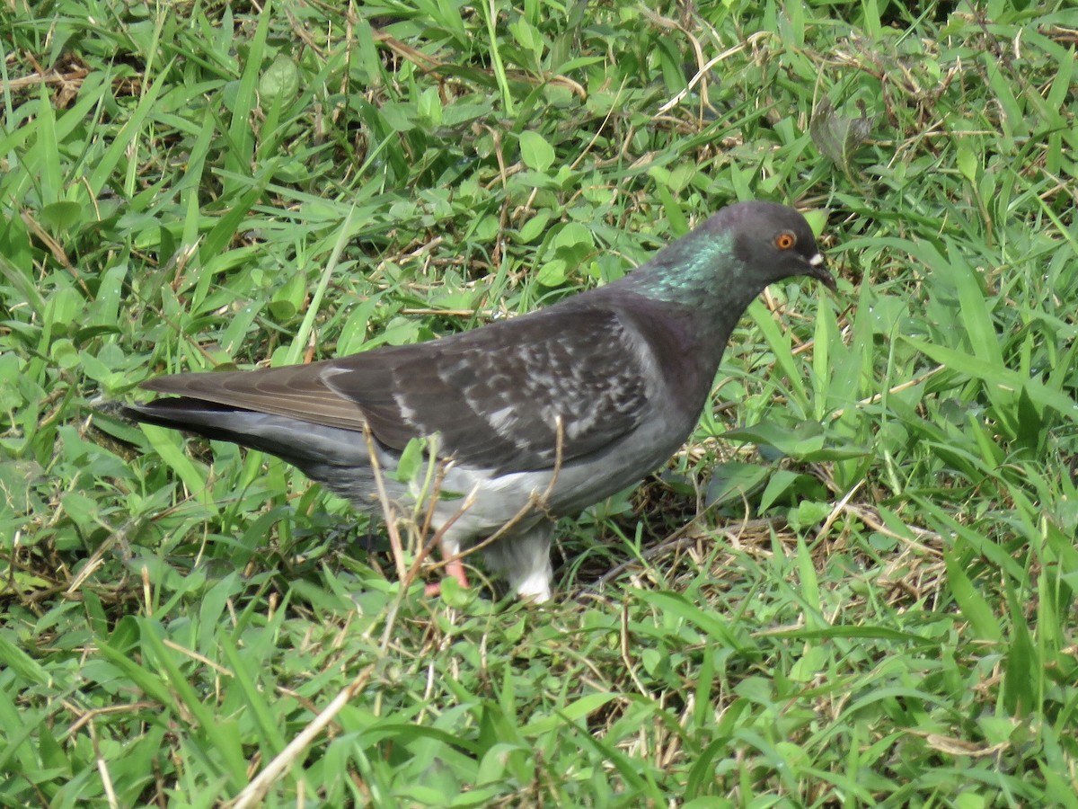Rock Pigeon (Feral Pigeon) - Steve McInnis