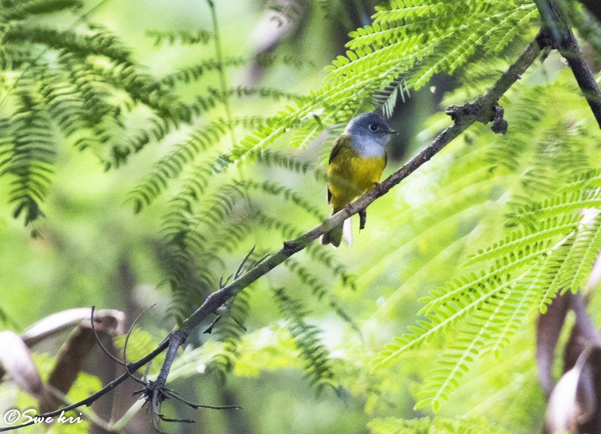 Gray-headed Canary-Flycatcher - Swetha Krishna