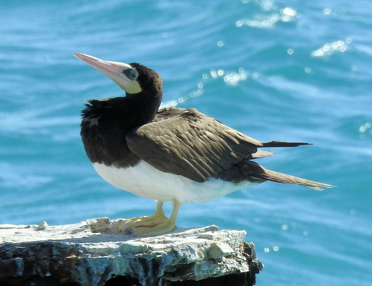 Brown Booby - Patrick Collins