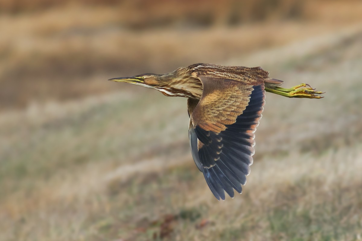 American Bittern - Nathan Dubrow
