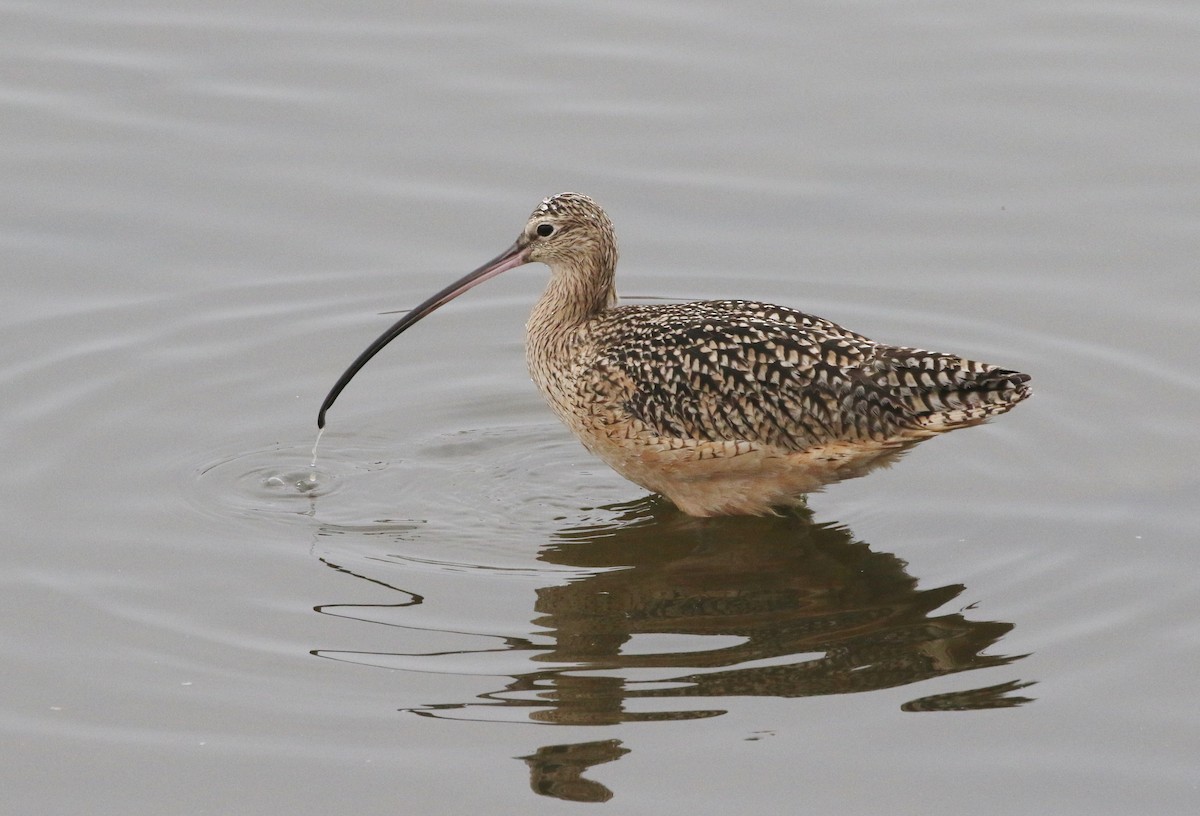Long-billed Curlew - James Bailey 🐦