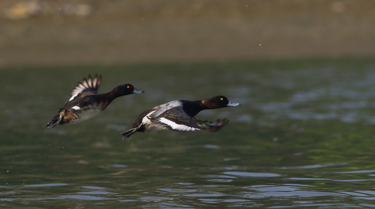 Greater Scaup - ML77177481