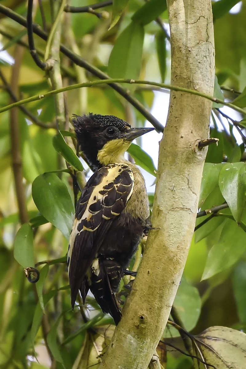 Heart-spotted Woodpecker - Binu  Piraroor
