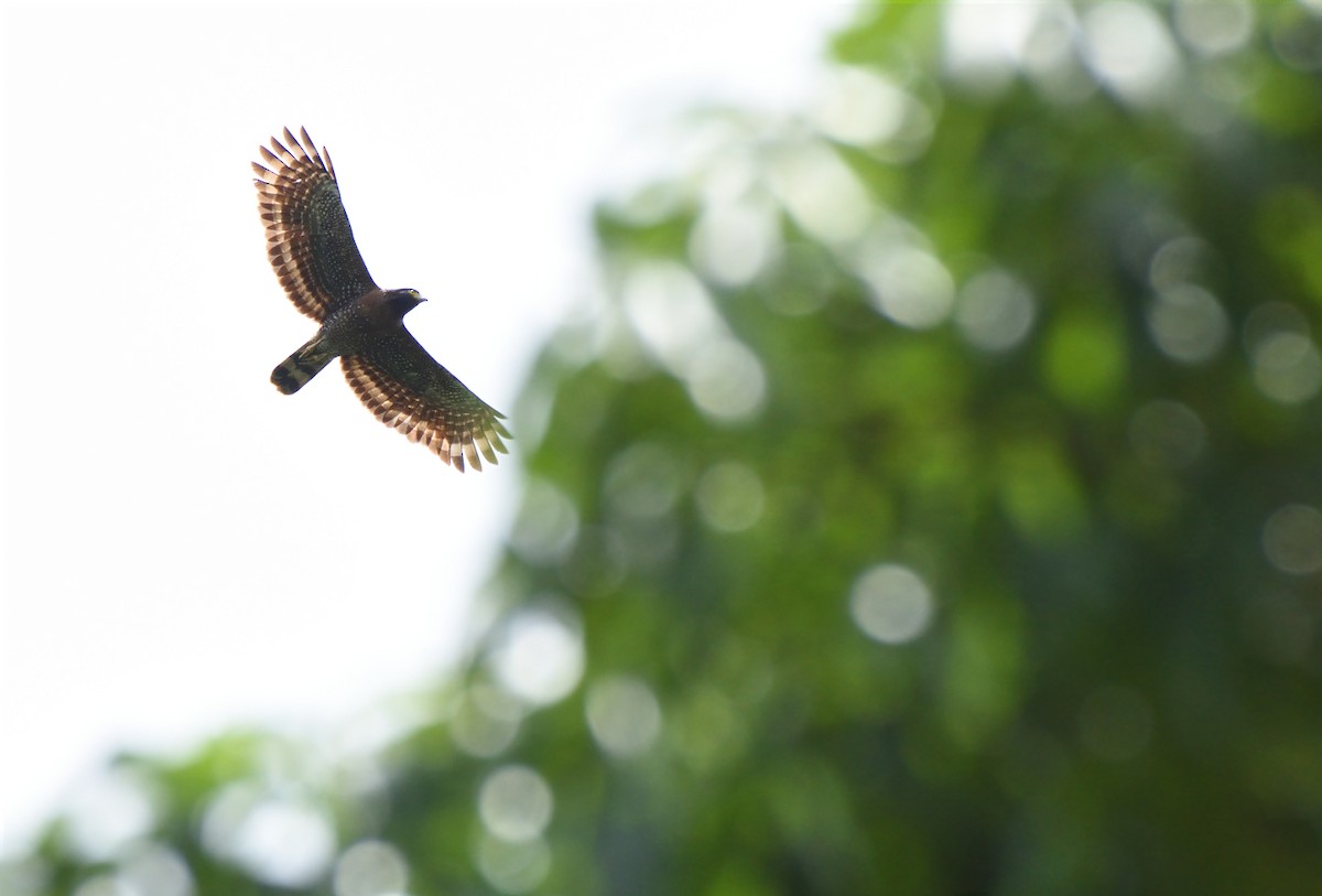 Sulawesi Serpent-Eagle - Prayitno Goenarto