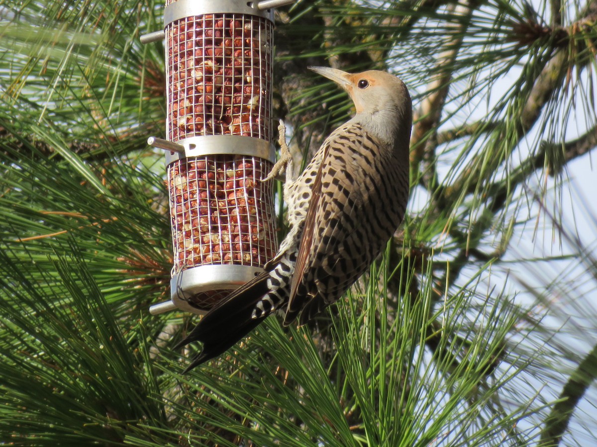 Northern Flicker (Red-shafted) - Colin Dillingham