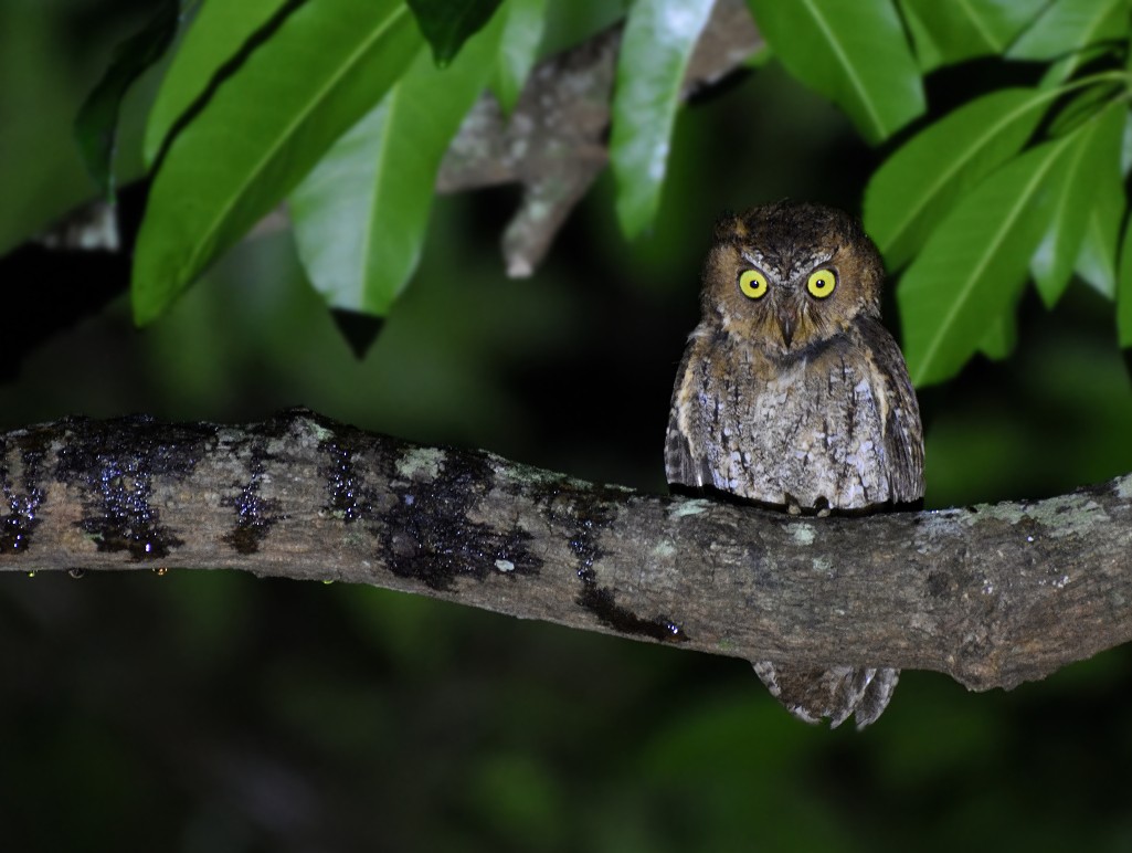 Sulawesi Scops-Owl - ML77181951