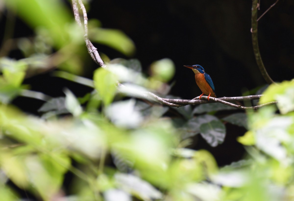Common Kingfisher - ML77182071