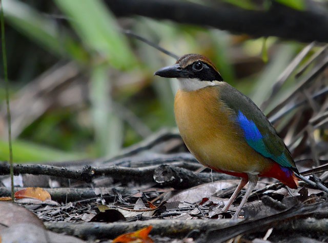 eBird Malaysia - Discover a new world of birding