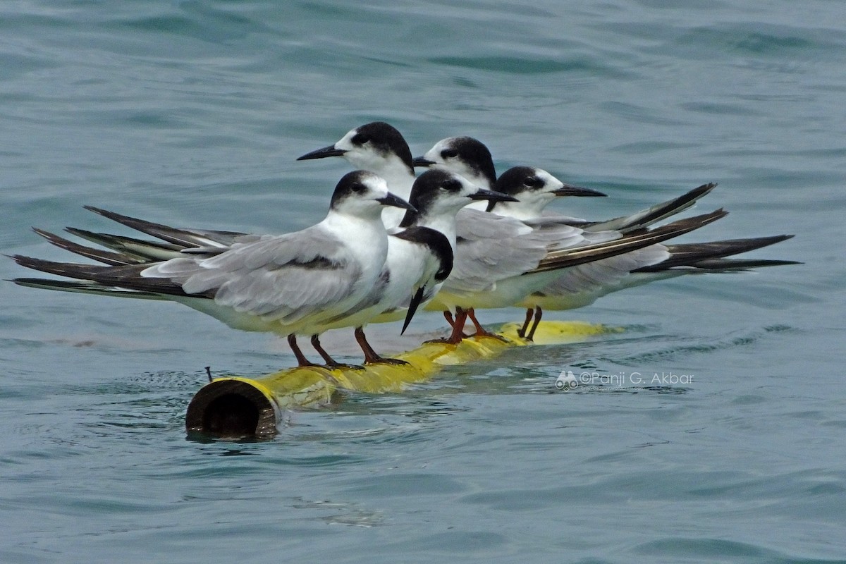Common Tern - Panji Gusti Akbar