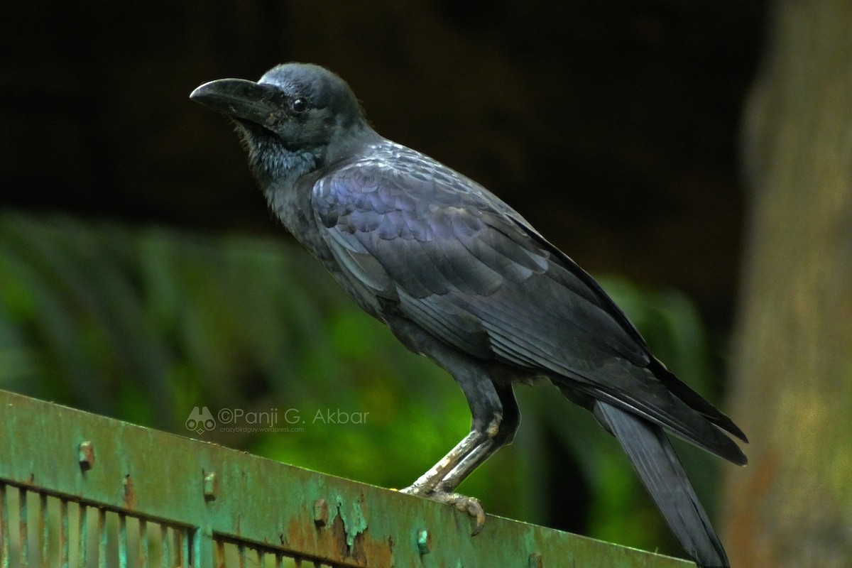Large-billed Crow - Panji Gusti Akbar