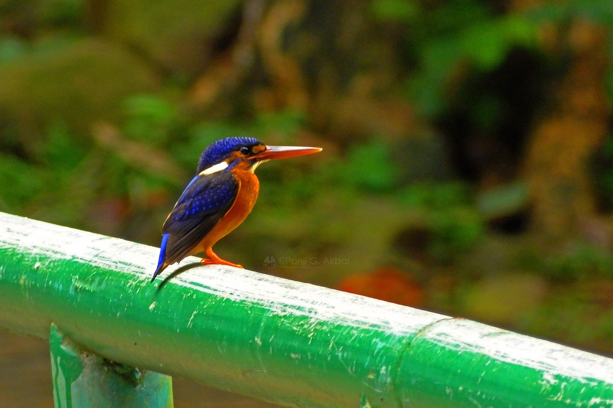 Blue-eared Kingfisher - ML77185981