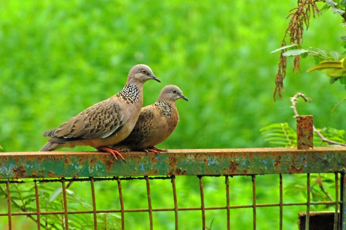 Spotted Dove - ML77186041