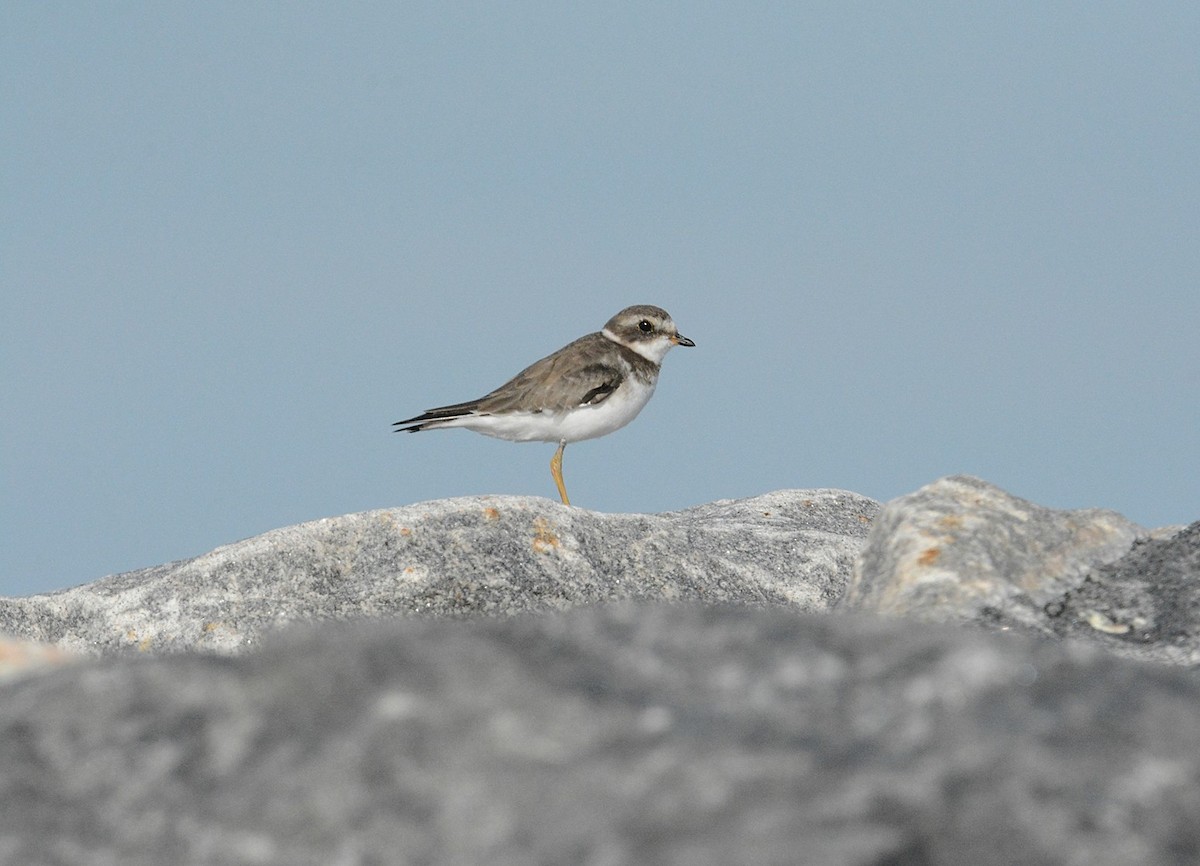 Semipalmated Plover - ML77186381