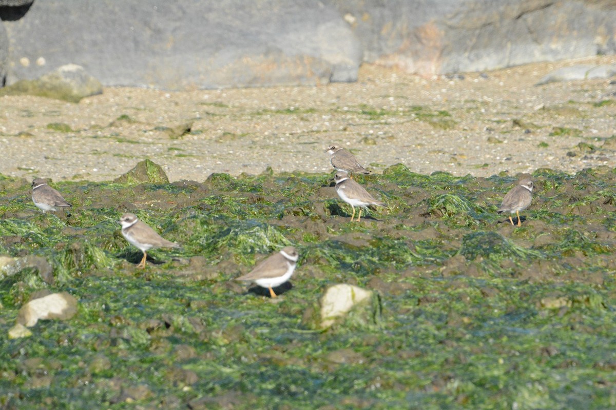 Semipalmated Plover - ML77186391