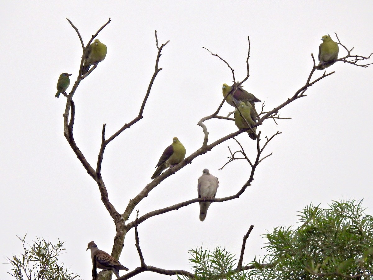 White-bellied Green-Pigeon - ML77187311