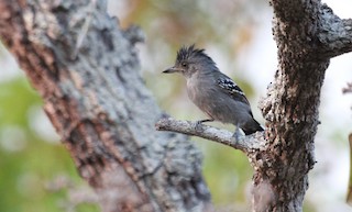  - Natterer's Slaty-Antshrike