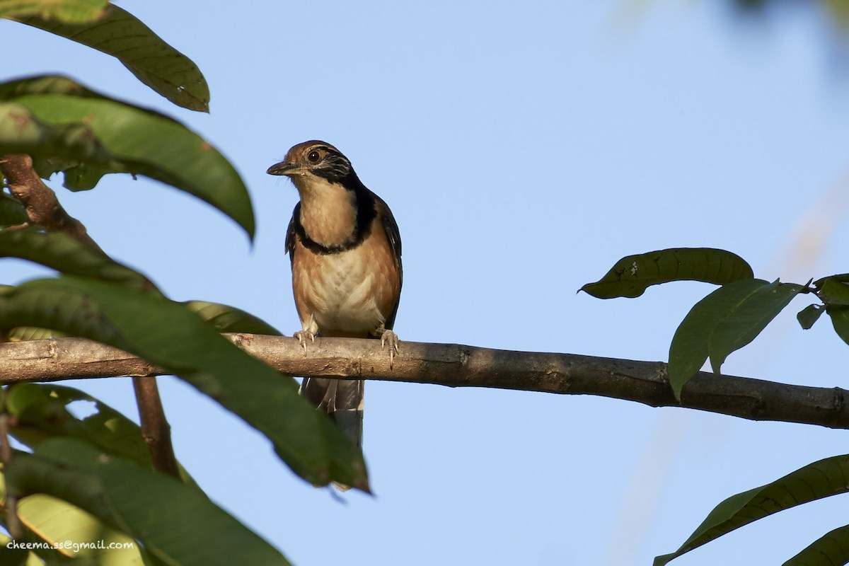 Greater Necklaced Laughingthrush - ML77189861
