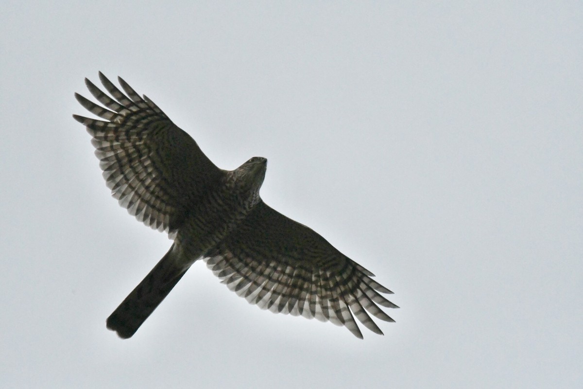 Eurasian Sparrowhawk - joseph leong