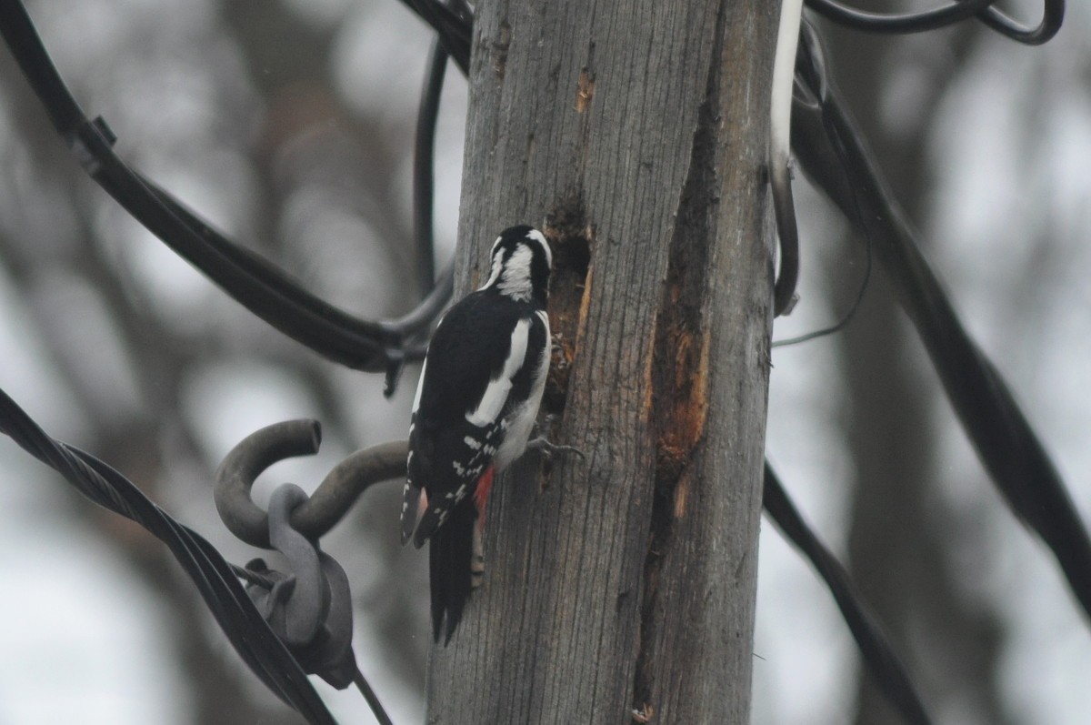 Great Spotted Woodpecker - ML77191401