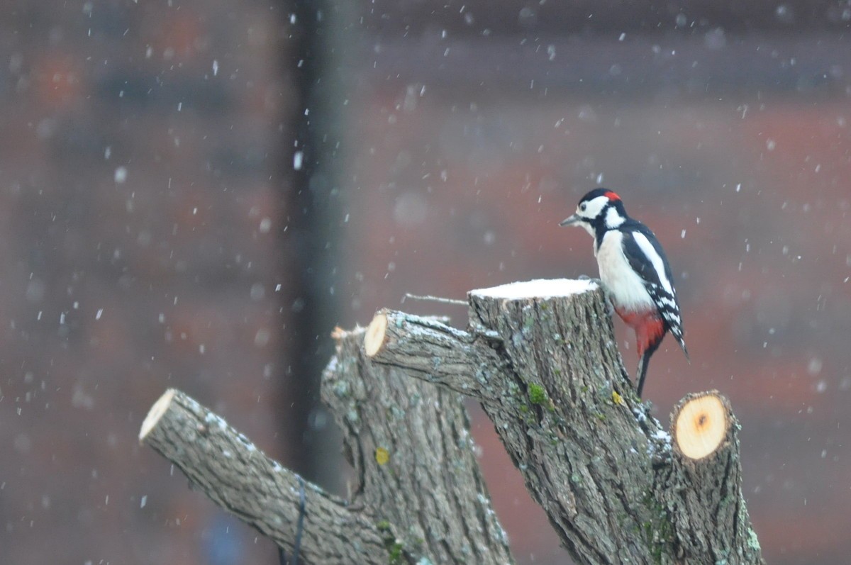 Great Spotted Woodpecker - ML77191411