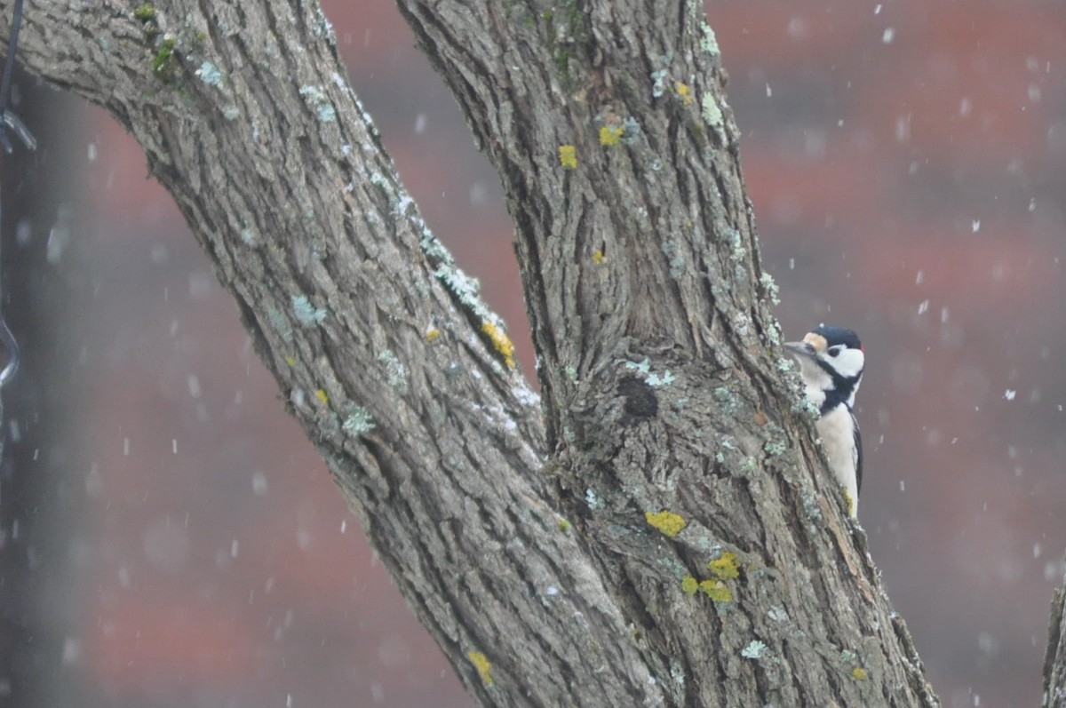 Great Spotted Woodpecker - ML77191421