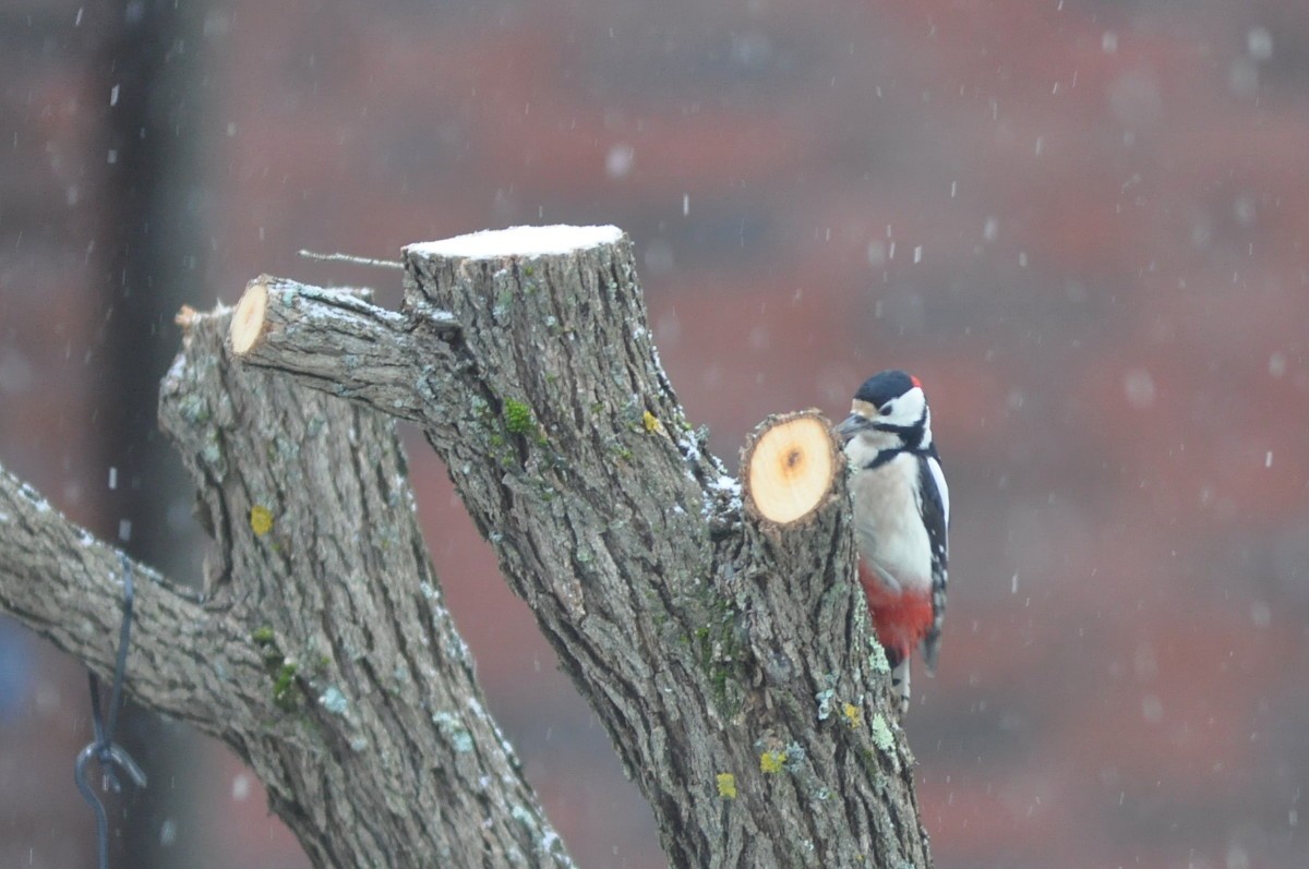 Great Spotted Woodpecker - ML77191431