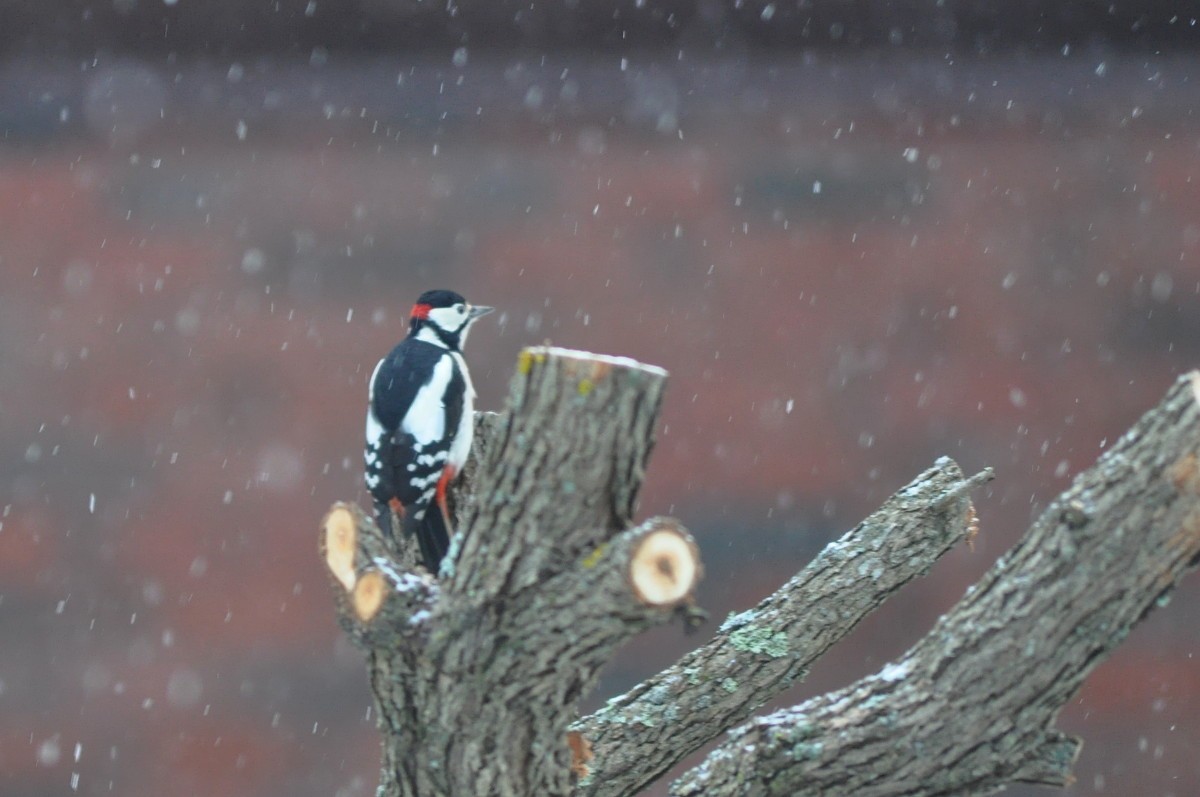 Great Spotted Woodpecker - Kalle Rainio