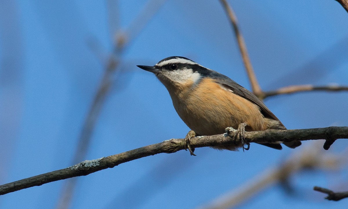 Red-breasted Nuthatch - Chris Wood